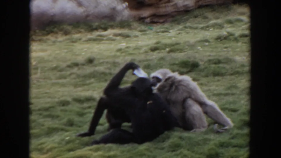 A pale gibbon and dark monkeys cluster in a grassy zoo enclosure during a brief social interaction in the 1974 home movie.