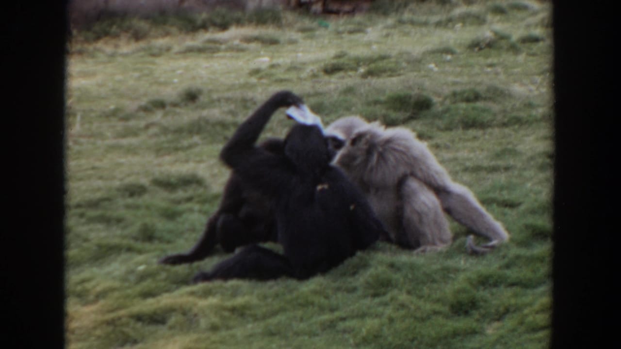 Two gibbons lie close together on grass behind dark foreground frame edges.