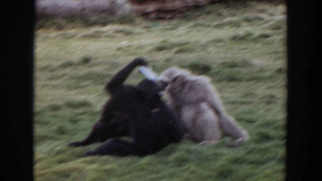 A light-colored gibbon leans over a darker gibbon on grass in the Irvine 1974 home-movie clip.
