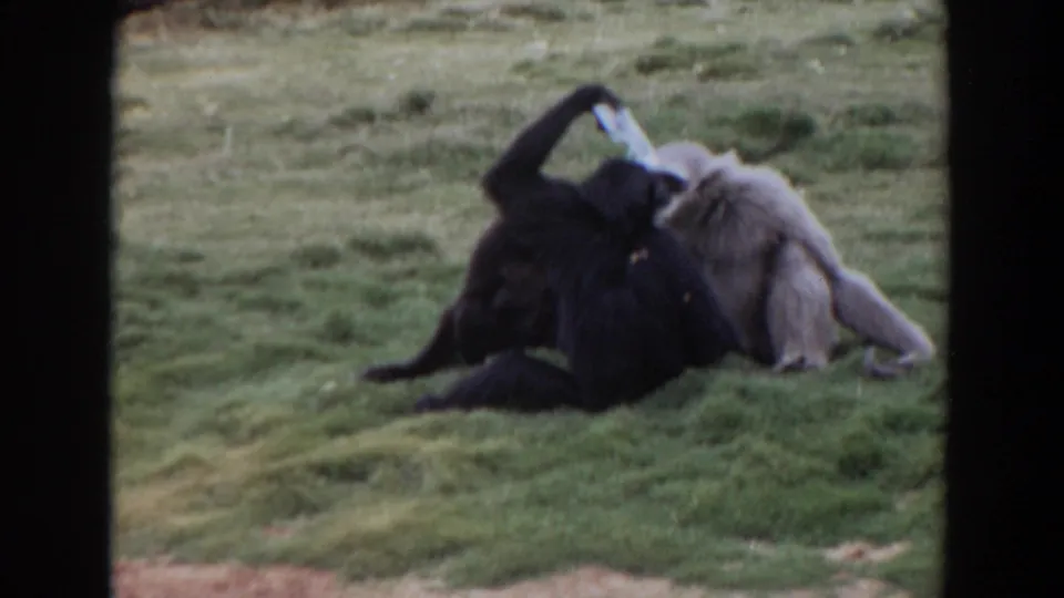 The darker gibbon lies back while the lighter gibbon stays close in a grassy Irvine zoo setting from 1974 footage.