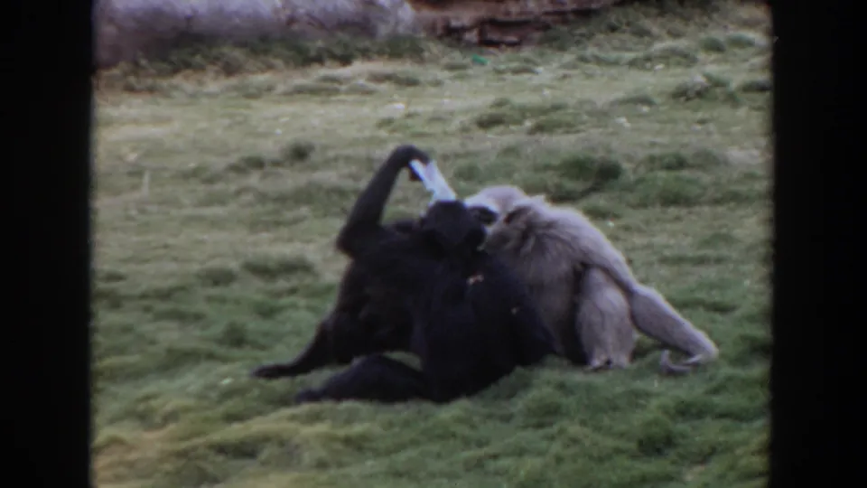 A darker gibbon reclines with a pale gibbon pressed close beside it in the 1974 Irvine archival home movie.