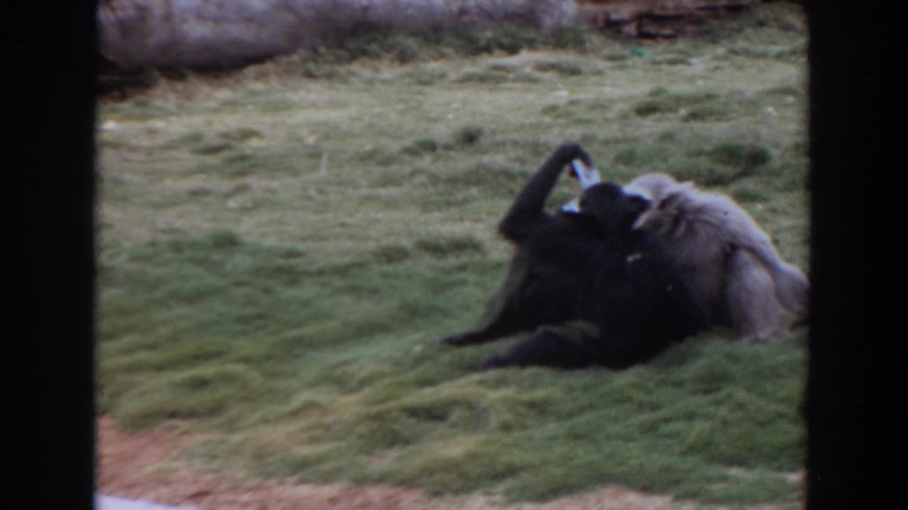 Black monkey lying on grass near a gray seal in a zoo enclosure.