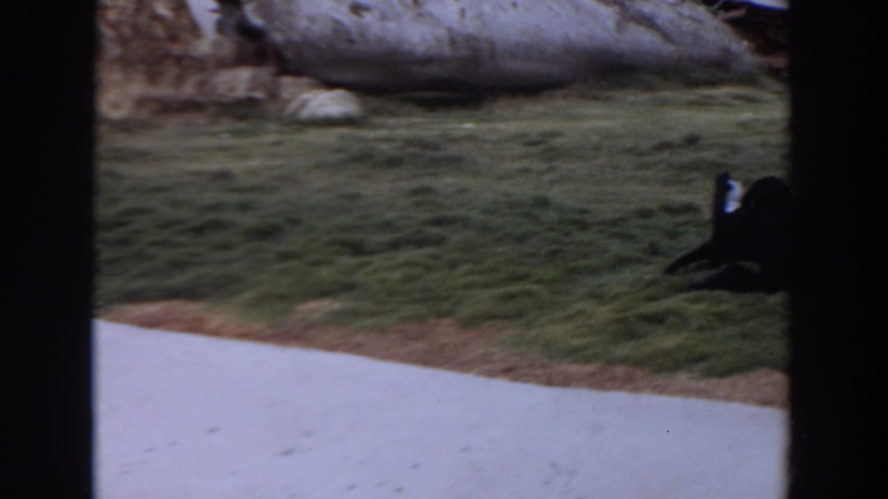 Dark-framed view of a monkey on grass beside a concrete pond edge.