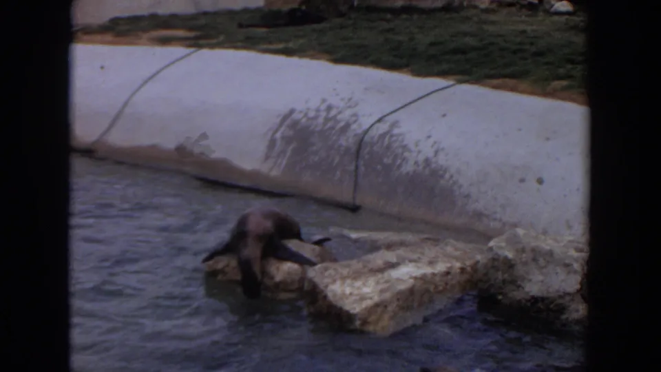 A gray seal rests or climbs on rocks at the edge of a concrete-lined pond in the 1974 Irvine zoo enclosure.