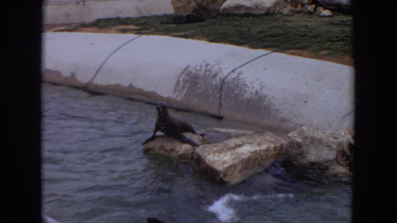 Seal resting on rocks beside a zoo pool with concrete edging.