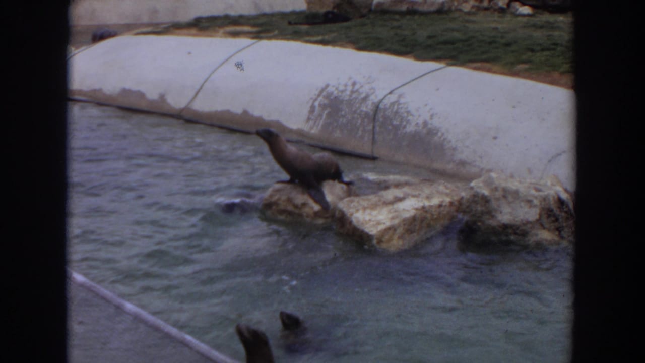 1974 Irvine zoo footage showing a seal stepping off rocks into a concrete-edged pool.