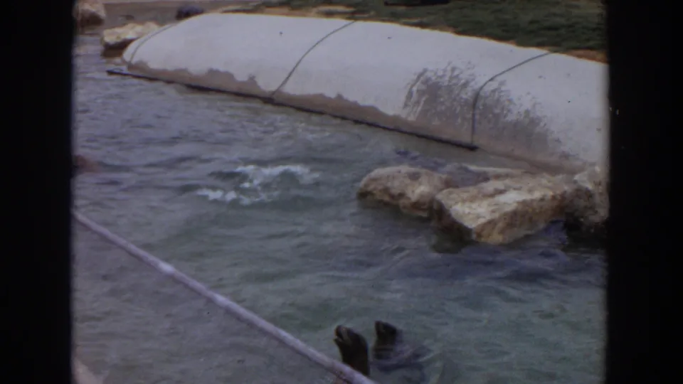 1974 8mm zoo frame from Irvine showing rippling pool water, rocks, and the seal partly below the frame edge.