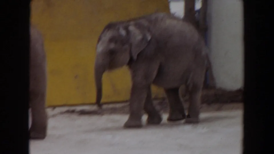 1974 Irvine zoo frame showing a young elephant walking across a concrete yard, with another elephant partly visible.