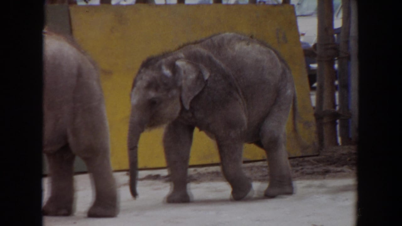 Young elephant calf walking in a zoo enclosure beside a partly visible larger elephant.