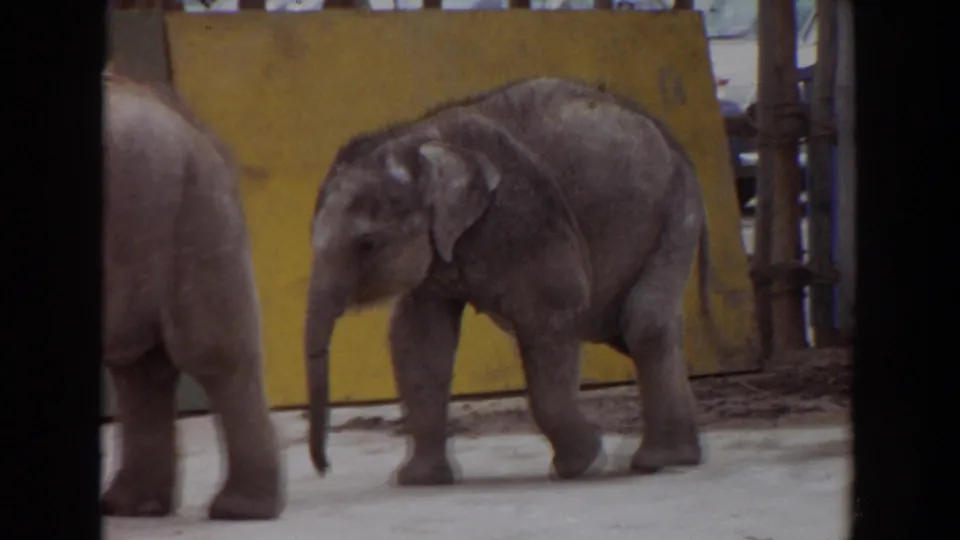 1974 Irvine zoo footage showing a young elephant calf walking past yellow enclosure panels with another elephant partly visible.