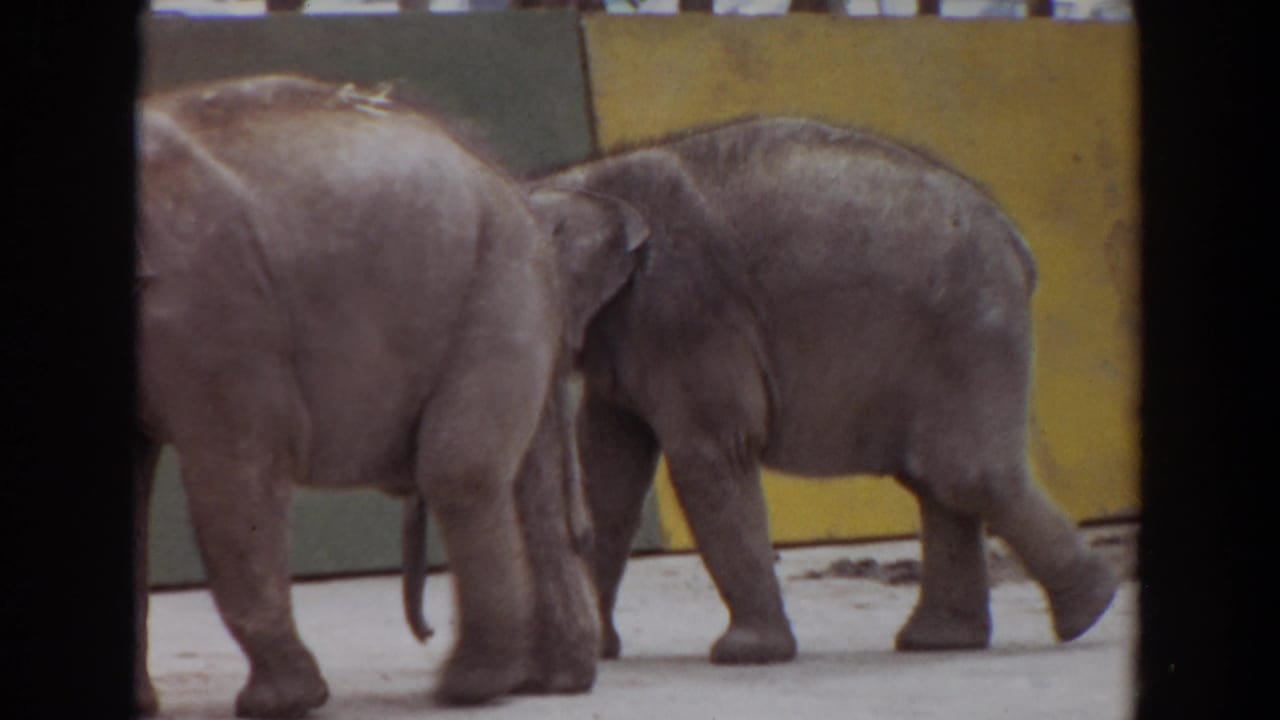 Two elephant calves walking close together in front of painted zoo enclosure walls.