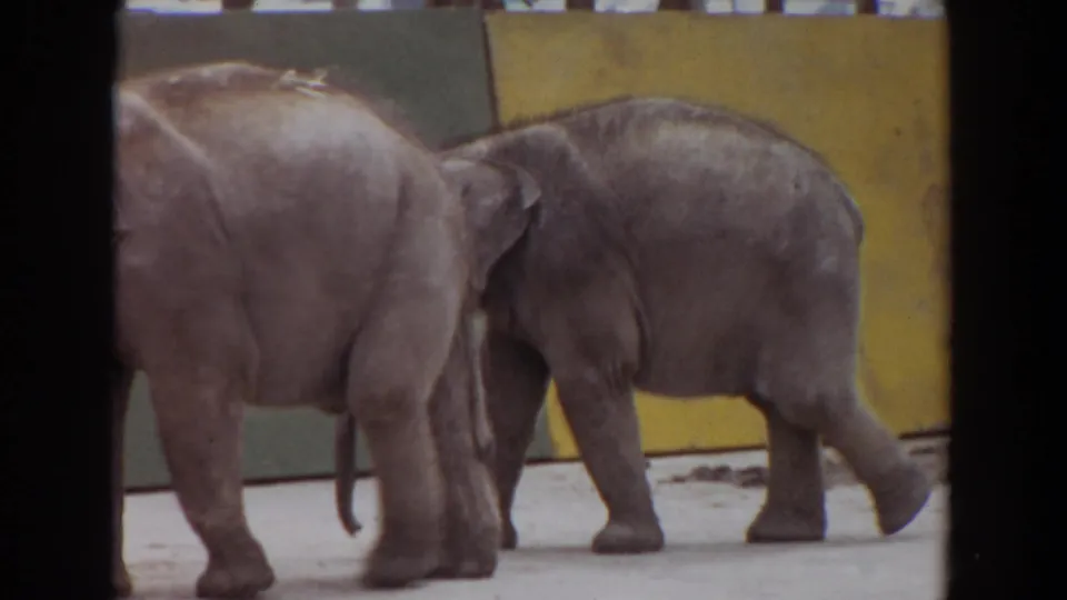 Two young elephants walk side by side in the Irvine, California zoo enclosure, framed by yellow and green wall panels.