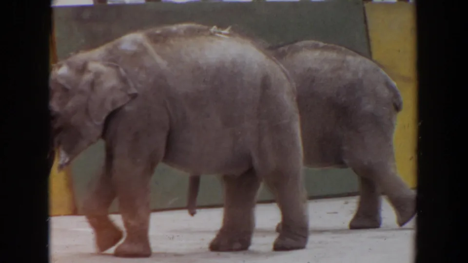 A larger elephant crosses the foreground while a smaller elephant remains partly visible behind it in the 1974 Irvine zoo scene.