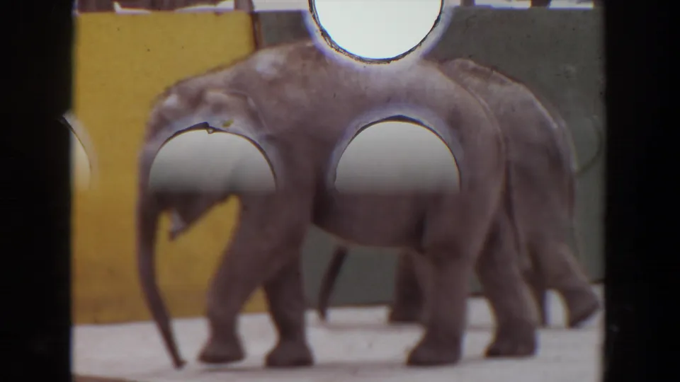 Elephants in the zoo enclosure are partially covered by visible sprocket holes and frame borders from the scanned 8mm film strip.