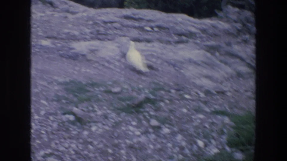 1976 Athens travel frame showing a white dove crossing rough stone ground near the Acropolis site.