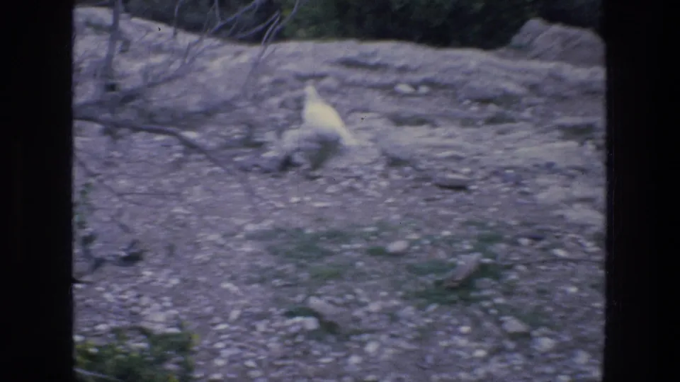 8mm Athens frame showing a white dove on rough ground near shrubs, continuing the tourist-site cutaway.