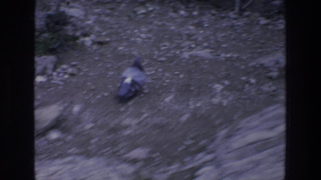 Bird walking across rocky gravel with dark film frame edges.