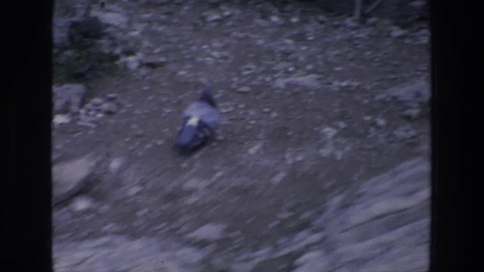 1976 Athens home-movie frame showing a bird crossing rocky gravel near a hillside viewpoint.