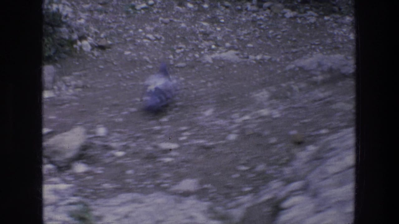Bird on rocky ground, slightly blurred by motion and soft focus.