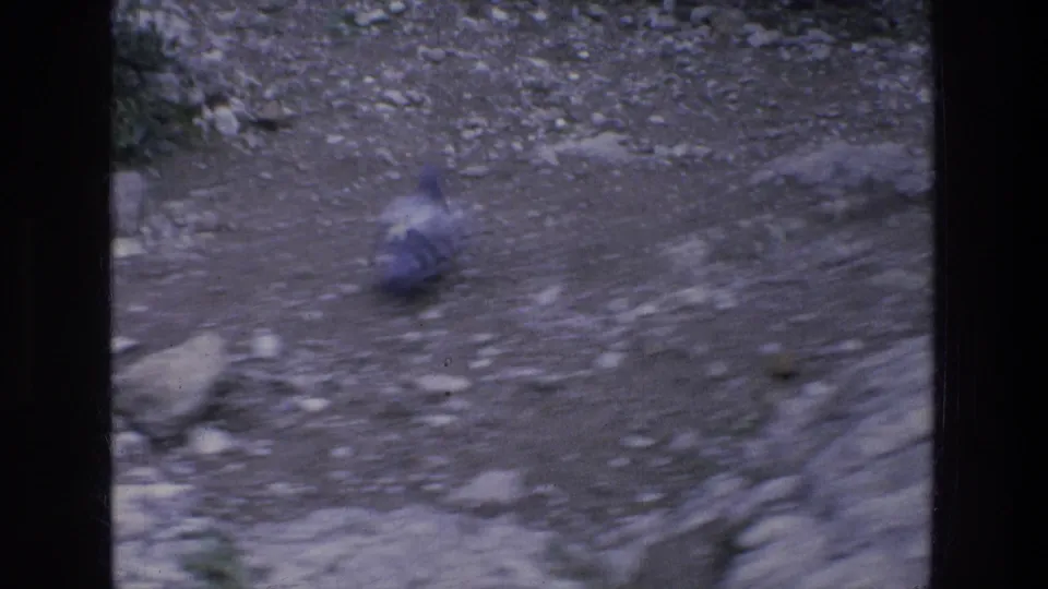 Soft 8mm frame of a bird on gravelly ground in Athens, with motion blur and dark frame borders.