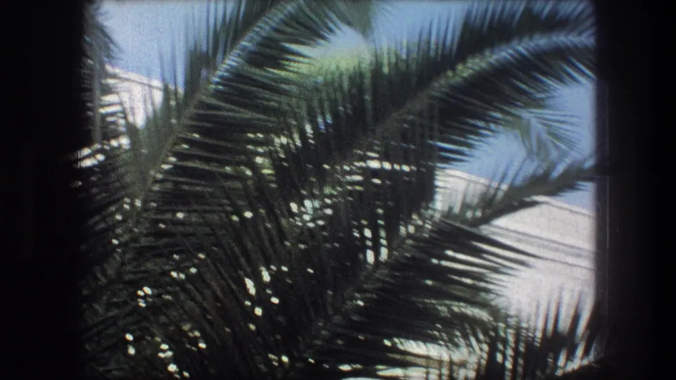 1976 8mm cutaway in Bethlehem with dense palm fronds in front of pale stone architecture and a patch of blue sky.
