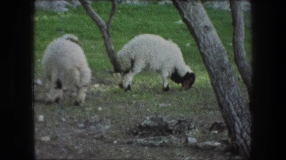 Two lambs graze on grass near slender tree trunks in the 1976 Bethlehem home-movie footage.