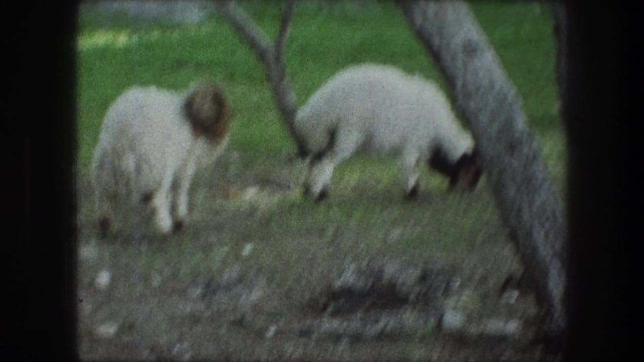 1976 Bethlehem 8mm frame showing two sheep grazing in a green field near pale tree trunks, with dark film borders.