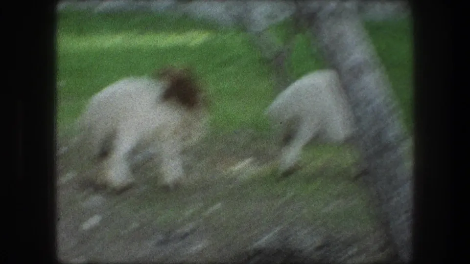 Soft 8mm frame from Bethlehem showing two sheep moving and grazing on a grassy slope among trees.