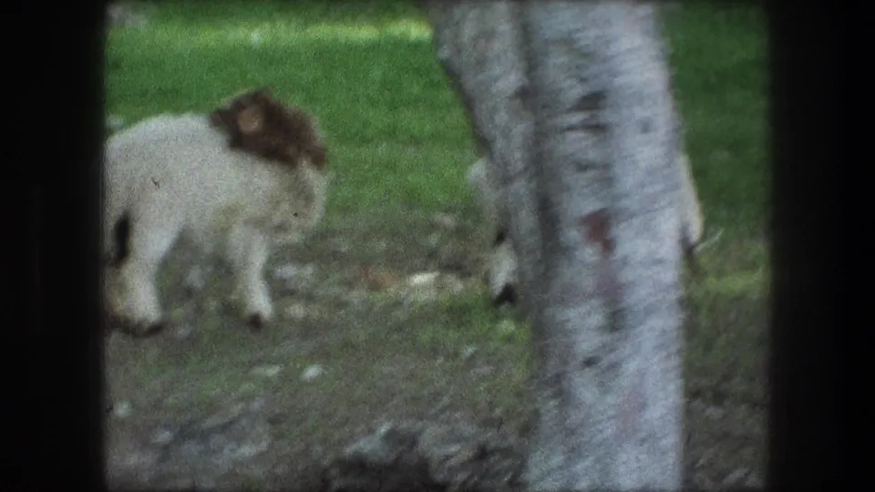 1976 Bethlehem home-movie frame with a brown-headed sheep grazing close to a pale tree trunk in soft focus.