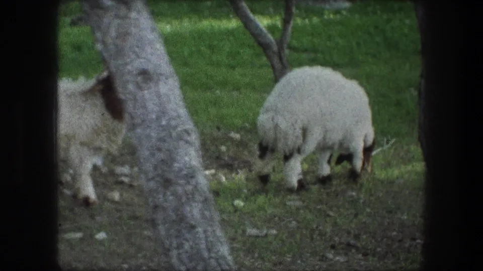 Bethlehem 1976 8mm frame showing two sheep grazing near trees, partly obscured by a trunk and soft film focus.