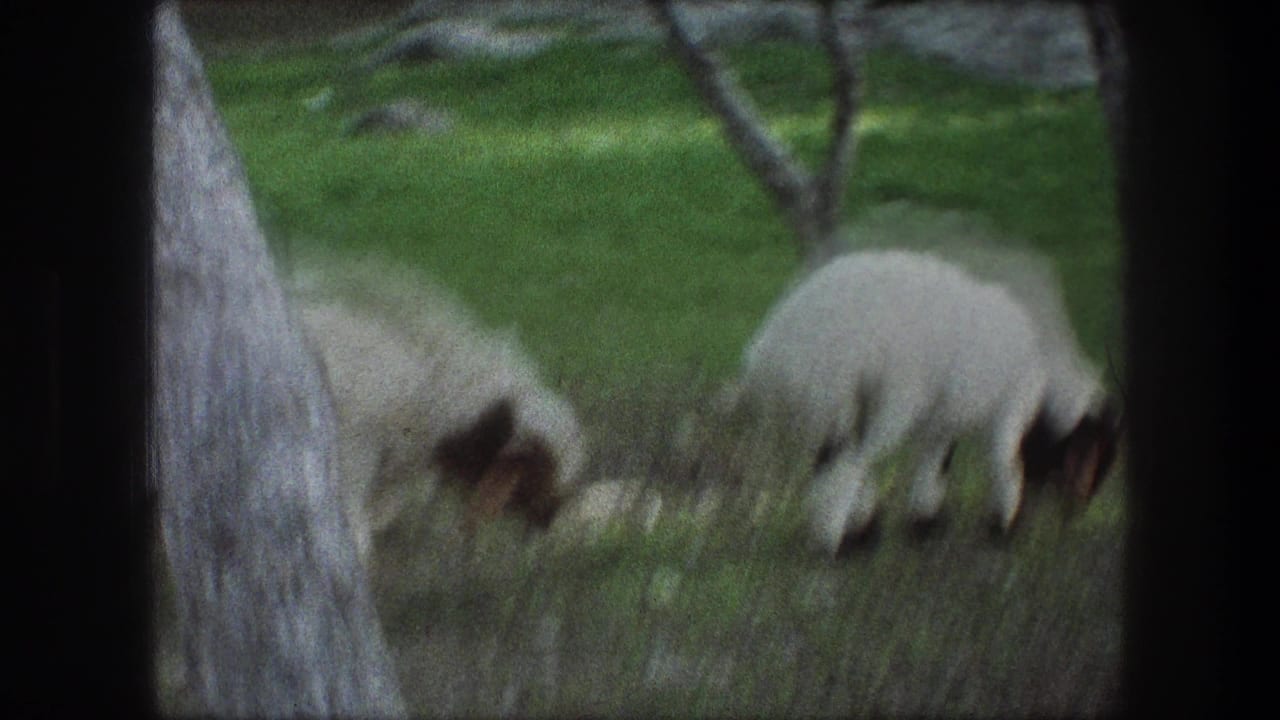 In 1976 Bethlehem footage, white sheep with dark faces graze in a grassy area near trees.