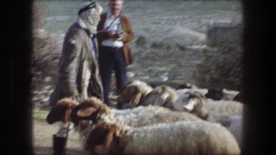 The shepherd moves near the flock in rural Bethlehem, with a camera-carrying man visible behind the sheep.