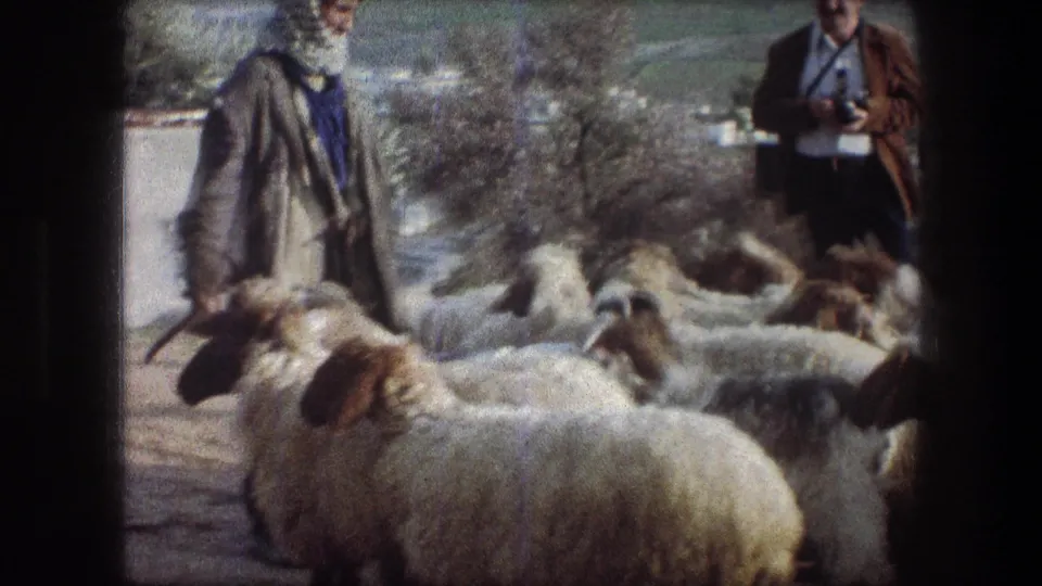 White and brown sheep move through the foreground while the shepherd and a camera-carrying man remain near the rural Bethlehem path.