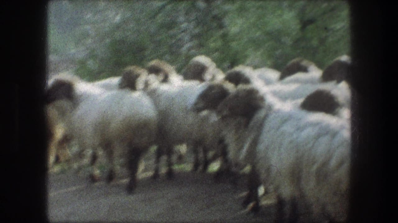 Woolly dark-faced sheep or rams clustered on a dirt path beside trees.