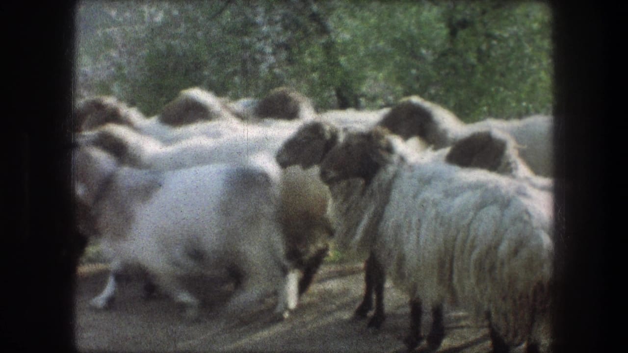 The flock continues across the Bethlehem rural path, with woolly bodies and dark faces visible inside the rounded 8mm frame.