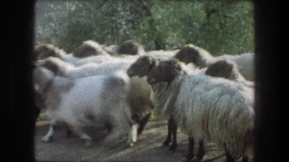 The flock continues across the Bethlehem rural path, with woolly bodies and dark faces visible inside the rounded 8mm frame.