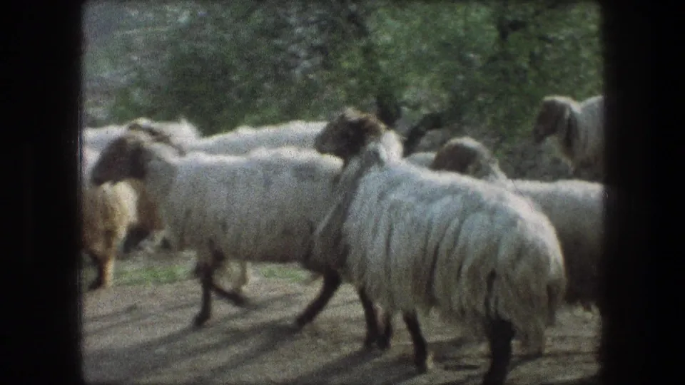A closer side view shows woolly sheep or rams walking through the 1976 Bethlehem scene, with trees and the path behind them.