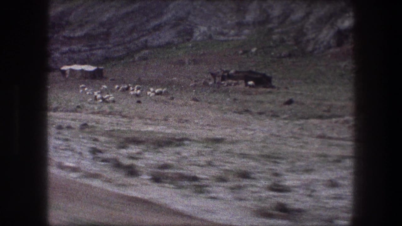 Livestock appear on a dry Bethlehem hillside beneath rocky cliffs, viewed from inside a moving vehicle in 1976.