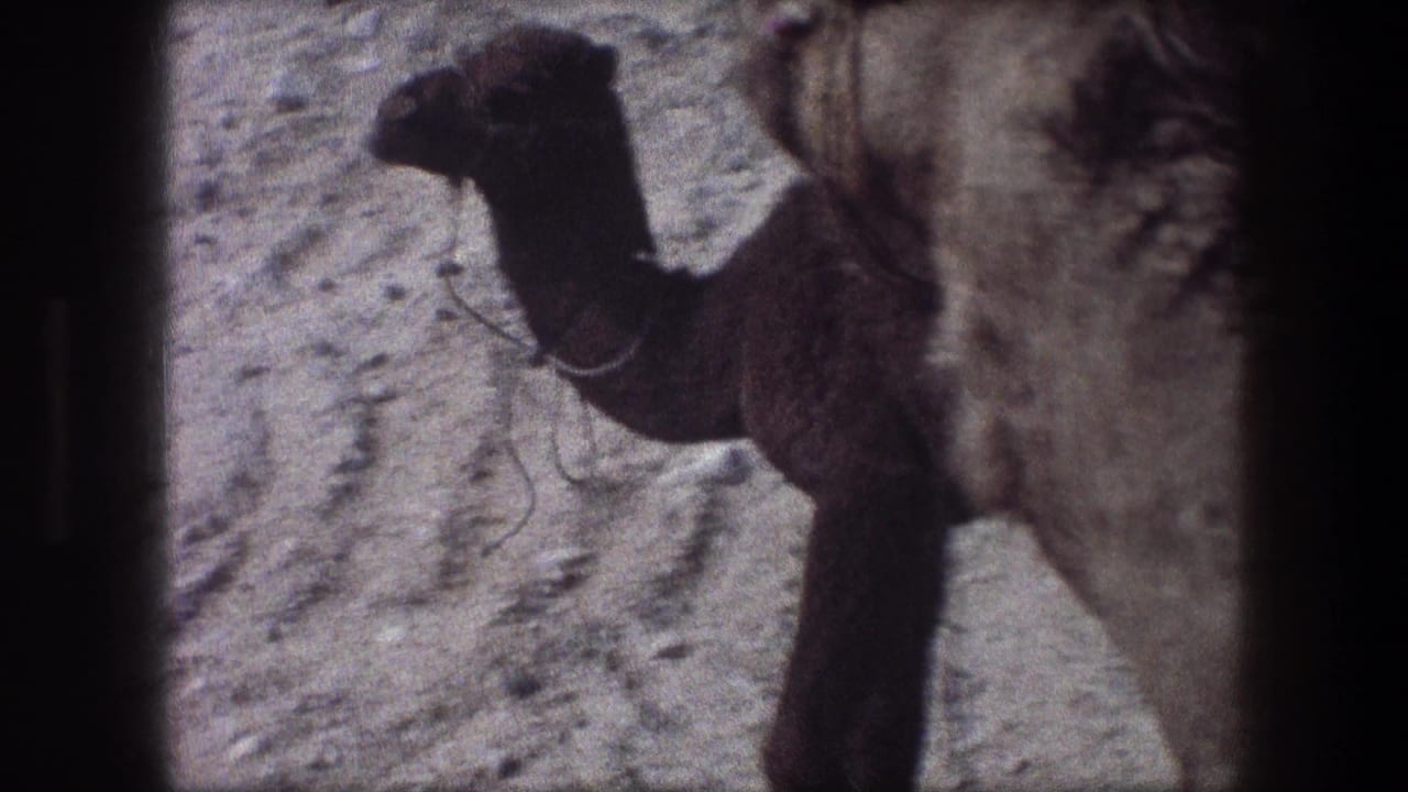 Young dark camel standing beside the body of a larger adult camel on sandy ground.