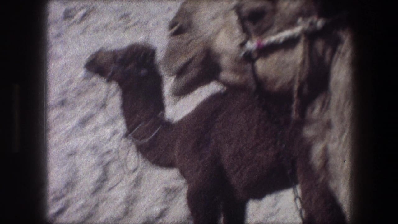 Young camel in profile near an adult camel with harness straps visible.