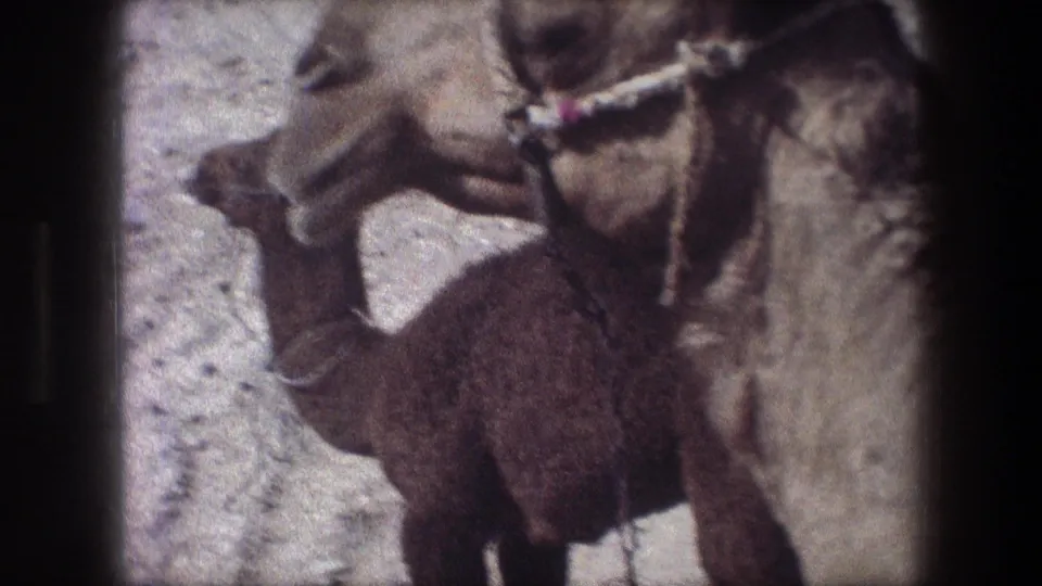 Close 8mm frame from Bethlehem in 1976 showing the young camel beside the adult camel's harnessed head and body.