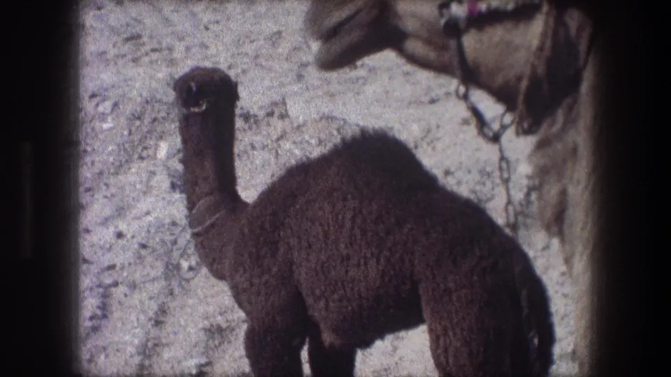 1976 Bethlehem 8mm still of the young dromedary facing camera while the adult camel stands partly at right.