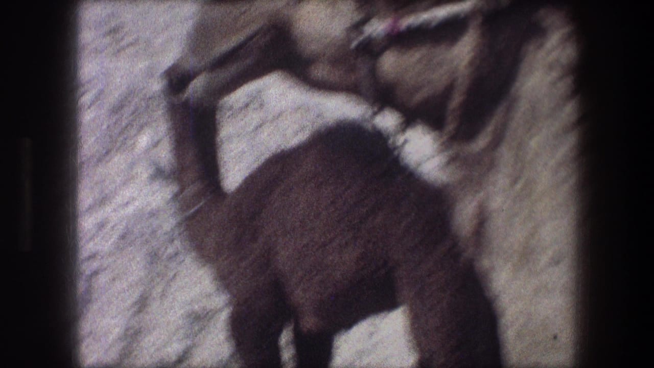 1976 Bethlehem 8mm frame showing a dark camel calf next to the body and leg of a larger camel on sand.