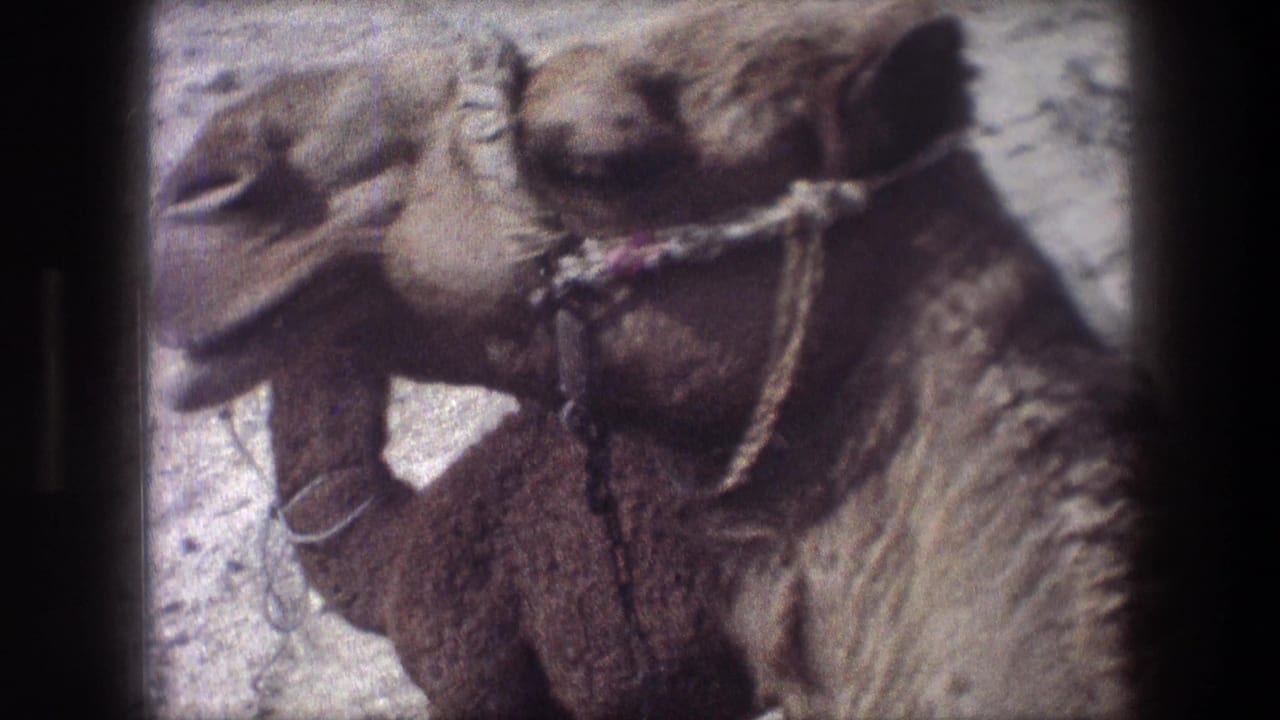 Close view of a camel head wearing a rope harness with a red mark.