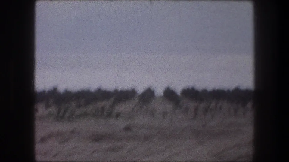A soft 8mm view from 1976 Bethlehem, Israel showing low plantation rows or cultivated vegetation across dry terrain under a pale sky.