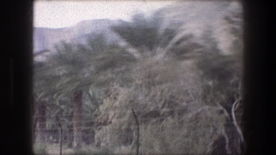 1976 8mm roadside view near Bethlehem with blurred palm trees, scrub brush, and hazy hills in the background.