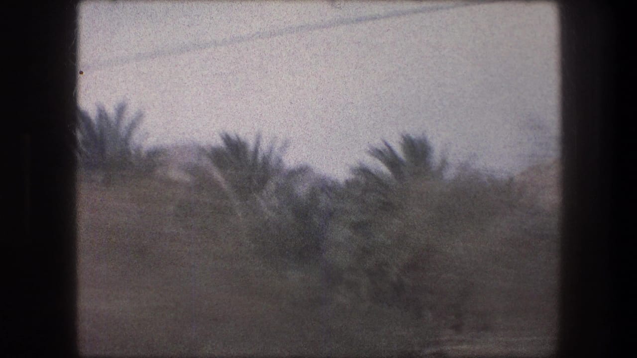 Soft 8mm frame from Bethlehem, Israel in 1976 showing blurred palm trees, brush, and faint power lines during vehicle travel.