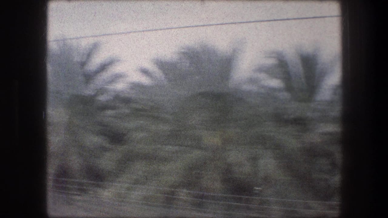 Palm grove and power lines blurred by motion beside a road.