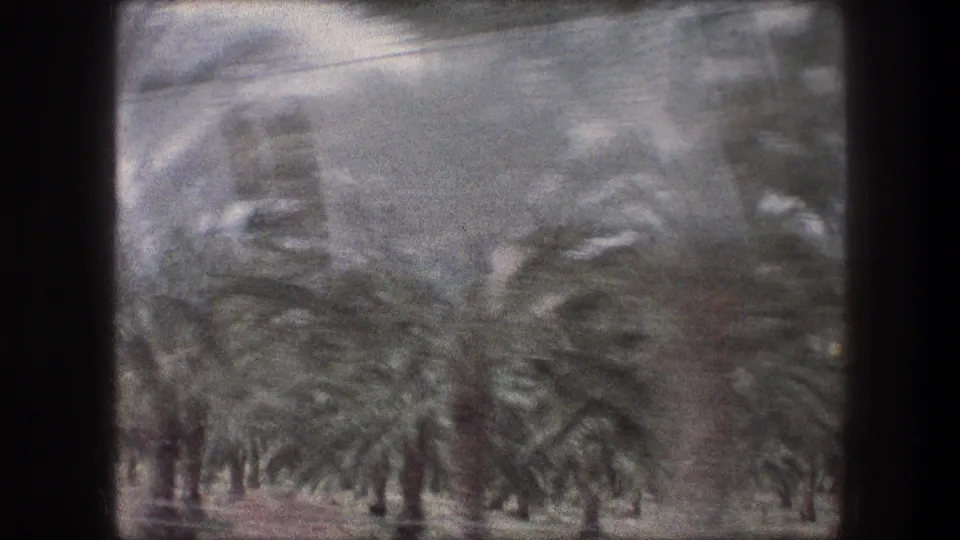 Grainy 8mm Bethlehem travel view with dense palm trees, a pale roadside area, and heavy motion blur from a moving vehicle.