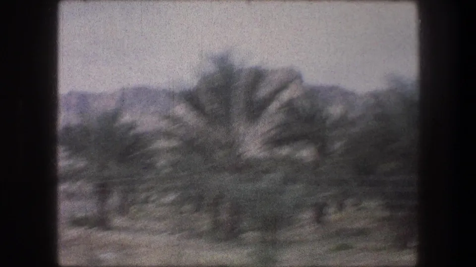 Moving 8mm view in Bethlehem with soft, blurred palms and low vegetation against distant hills.